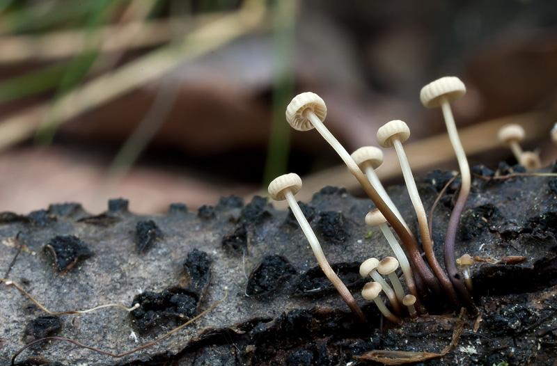 Marasmius bulliardii